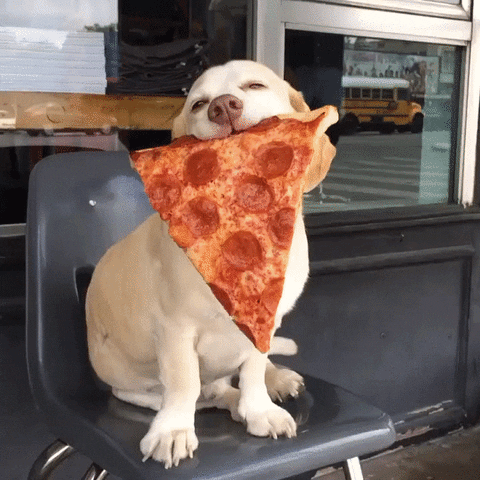 pizza_dog.gif